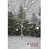 alice blue twenty-five