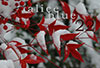 alice blue twenty-two